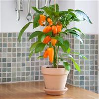 Fresh Bites Orange Edible Potted Pepper
