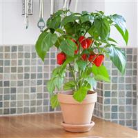 Fresh Bites Red Edible Potted Pepper