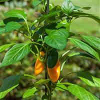 Fresh Bites Yellow Edible Potted Pepper