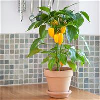 Fresh Bites Yellow Edible Potted Pepper
