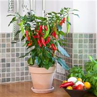Hot Fajita Edible Potted Pepper