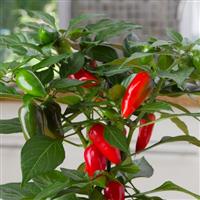 Tamale Edible Potted Pepper