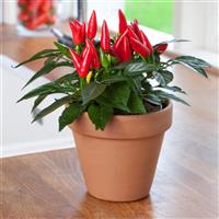 Taquito Edible Potted Pepper