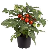 Cocoa Edible Potted Tomato