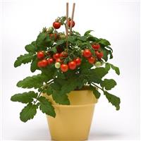 Siam Edible Potted Tomato