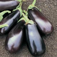 Classic Eggplant