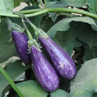 Fairy Tale Eggplant