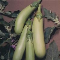Louisiana Long Green Eggplant