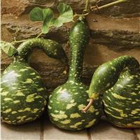Speckled Swan Gourd