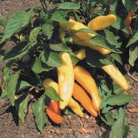 Hungarian Hot Wax Pepper