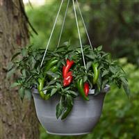 Pot-a-peño Pepper