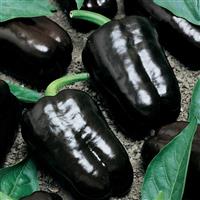Purple Beauty Pepper