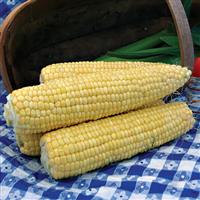 Jubilee Sweet Corn