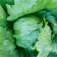 Iceman Lettuce