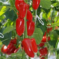 Glow Drops Red Pepper