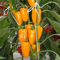 Glow Drops Yellow Pepper