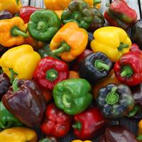 Rainbow Bell Mix Pepper