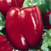 Keystone Giant Pepper