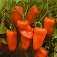 Pick N Pops Orange Pepper