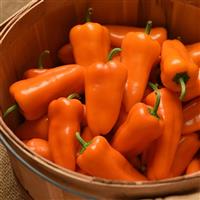 Pick N Pops Orange Pepper