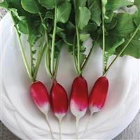 French Breakfast Radish