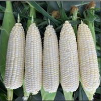 Silver Prince Sweet Corn