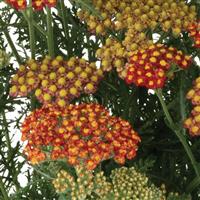 Achillea Sea Breeze Red