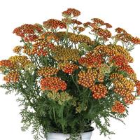 Achillea Sea Breeze Red