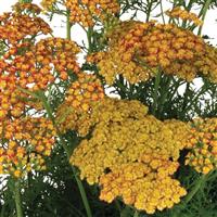 Achillea Sea Breeze Rose