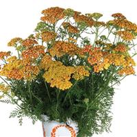 Achillea Sea Breeze Rose