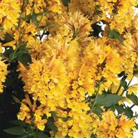 Agastache Honeysticks Gold