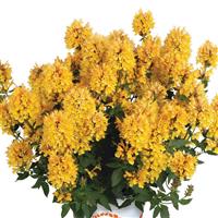 Agastache Honeysticks Gold