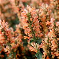 Agastache Peach Pearl