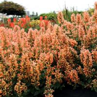 Agastache Peach Pearl