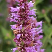 Agastache Prince’s Plume