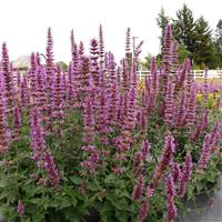 Agastache Prince’s Plume