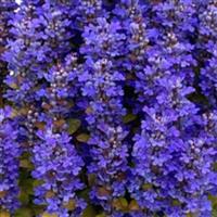 Ajuga Feathered Friends Fancy Finch