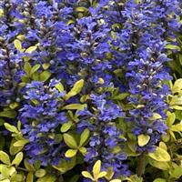 Ajuga Feathered Friends Cordial Canary