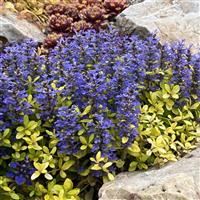 Ajuga Feathered Friends Cordial Canary