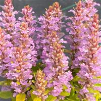 Ajuga Feathered Friends Raspberry Wren