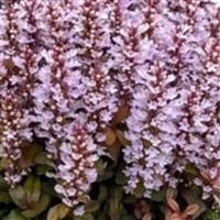 Ajuga Feathered Friends Rosy Robin