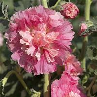 Alcea Summer Carnival Old Rose