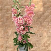 Alcea Summer Carnival Old Rose