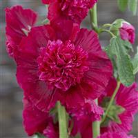 Alcea Summer Carnival Red
