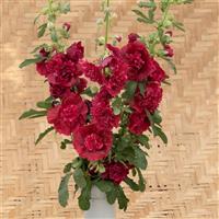 Alcea Summer Carnival Red