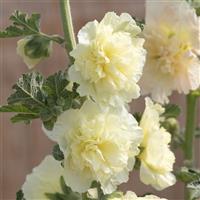 Alcea Summer Carnival Yellow