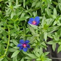Anagallis Skylover Anagallis