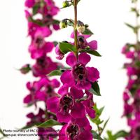 Serafina Raspberry Angelonia