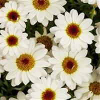 Grandaisy White Improved Argyranthemum