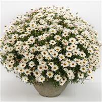 Grandaisy White Improved Argyranthemum